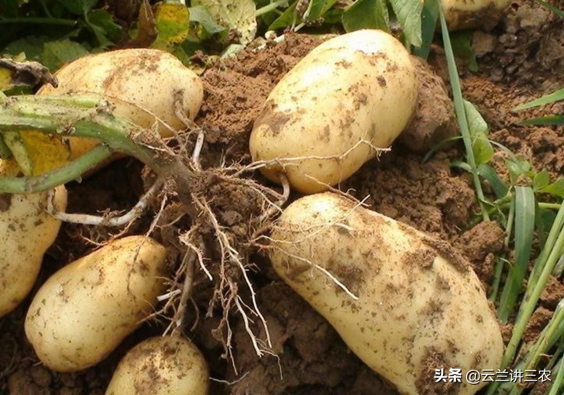 马铃薯栽培标准是什么样的,适宜南方种植的马铃薯品种有哪些