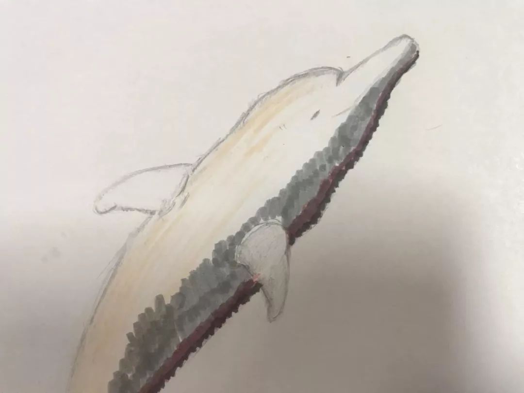 钦州三娘湾寻找白海豚,钦州三娘湾中华白海豚咬不咬人