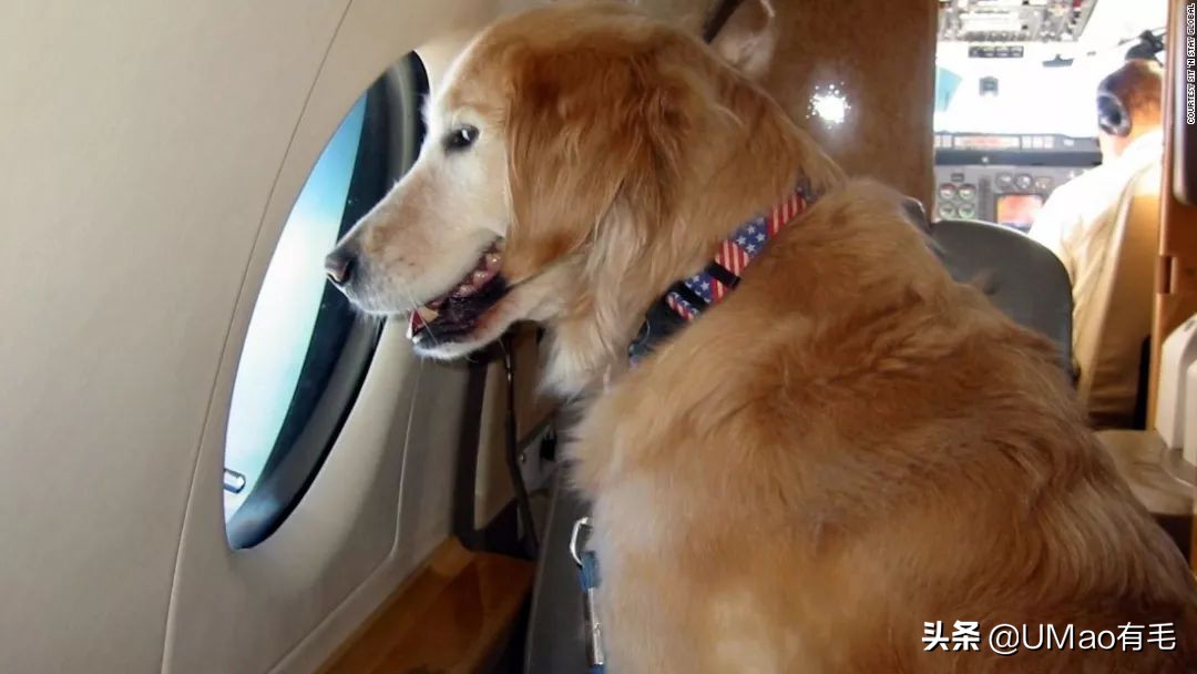 小猫咪托运怎样才最安全,如何托运小猫咪