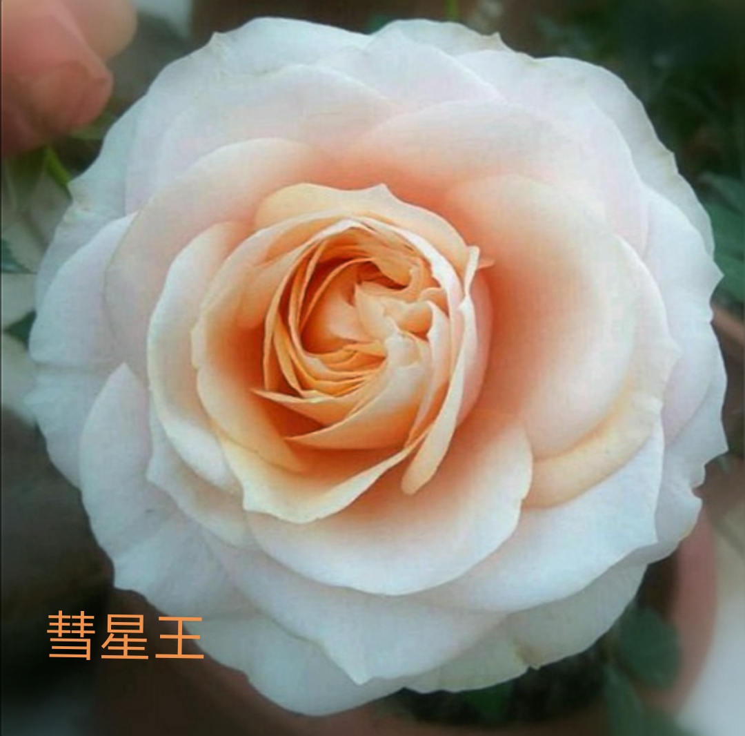 阳台系列月季品种大全,微型月季藤本月季