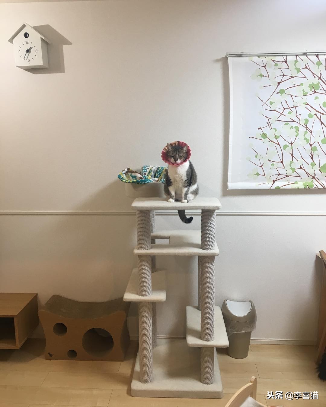 怎么让猫咪学会习惯穿衣,让猫咪在室内快乐生活的小窍门