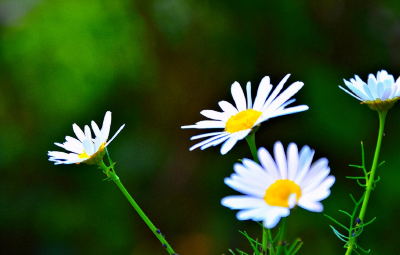 十二星座都有什么特点和缺点,十二星座特点优点和缺点图片