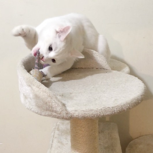 猫每天需要什么,猫每天要做的事情