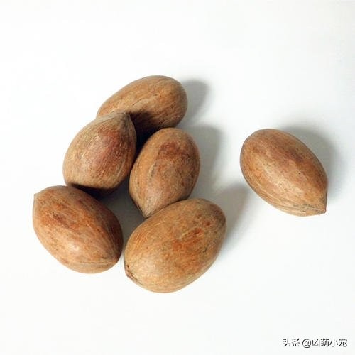 挖走松鼠过冬口粮,松鼠平替口粮