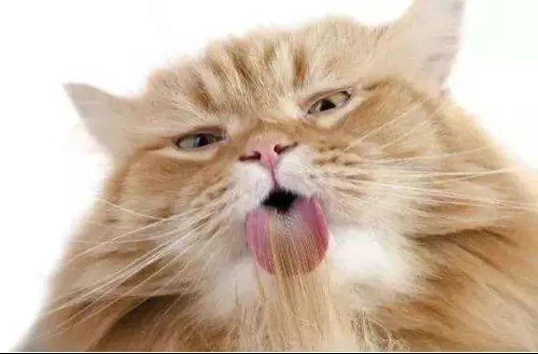 猫咪呕吐一般要怎么处理,猫咪呕吐严重怎么办