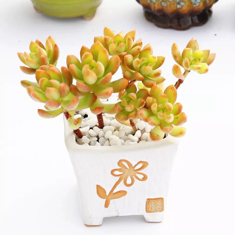 5种可爱的多肉,皮实好养,充满文艺范