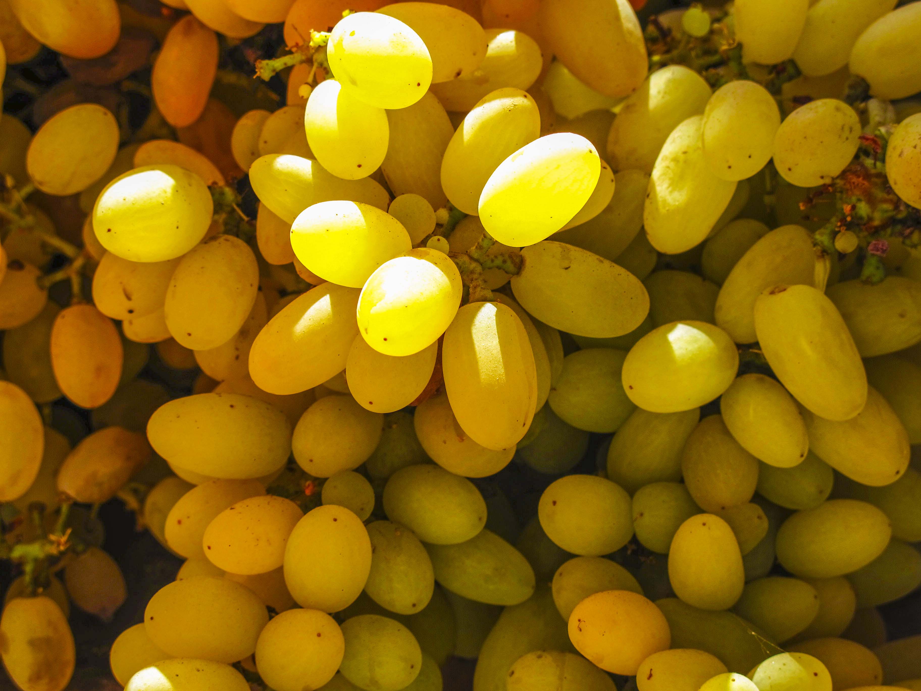 吐鲁番葡萄沟山水,新疆吐鲁番葡萄沟葡萄树的风景