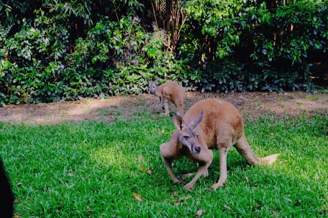 广州长隆最省钱玩法,最实惠广州长隆攻略