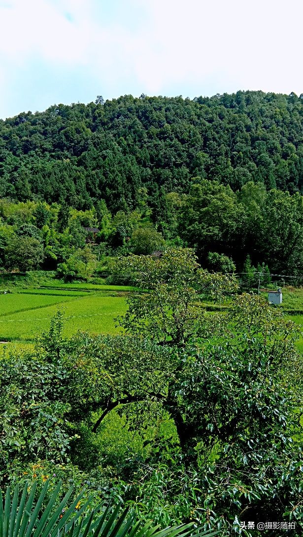 万源市竹峪镇东梨村,竹峪镇东梨村