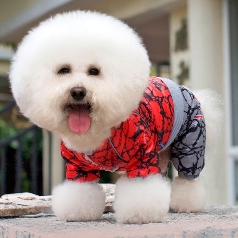 狗狗喂食狗粮的正确方法,过渡期怎么让狗狗吃干狗粮