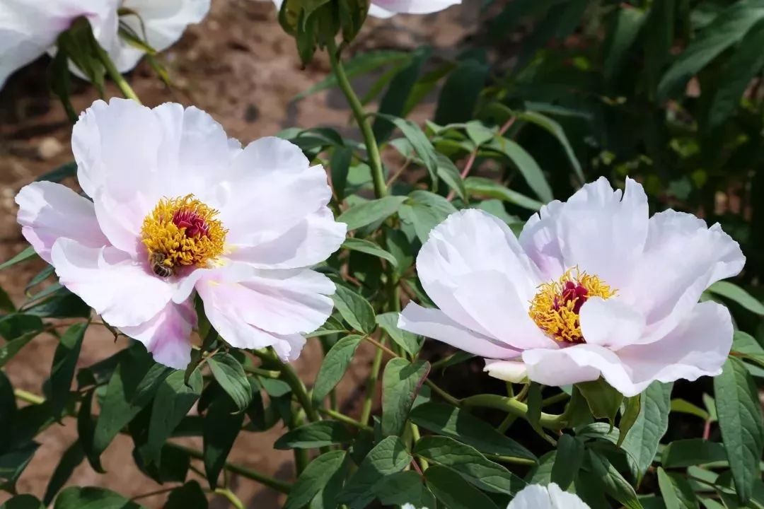 漂亮油平替,漂亮油有用吗