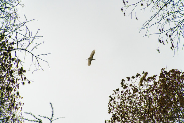 踏春赏花拍美景,踏春赏花逛湖