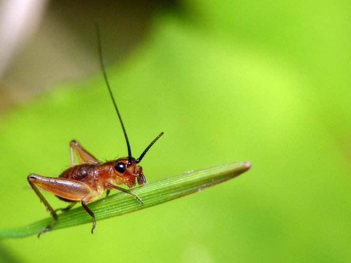 家里有个蛐蛐儿在叫好吗,家里有蛐蛐是有窝吗
