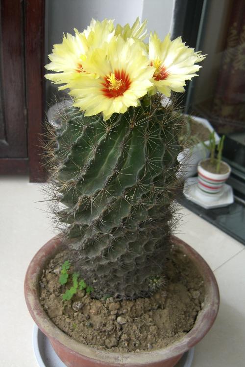 4种盆栽花有开花机器之称,4大仙人球