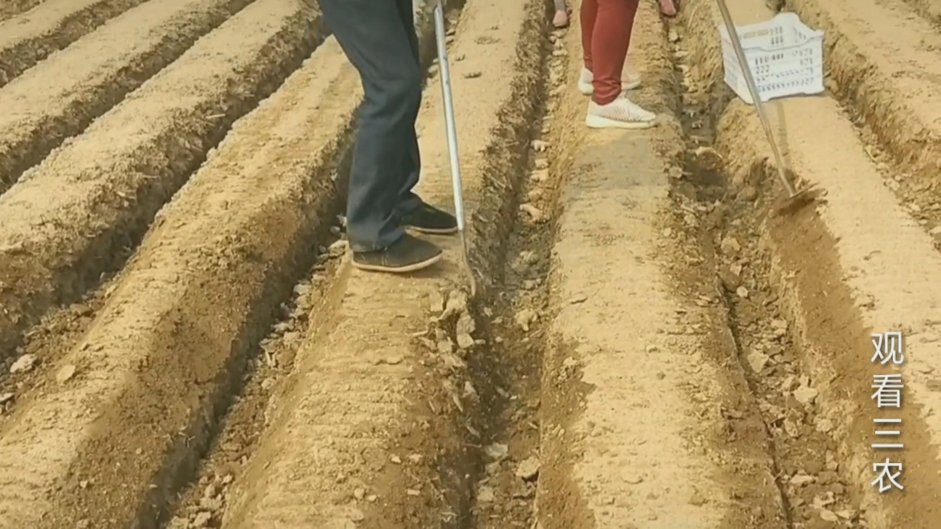 大姜下雨后怎么种植呢视频,种植大姜的正确方法和步骤