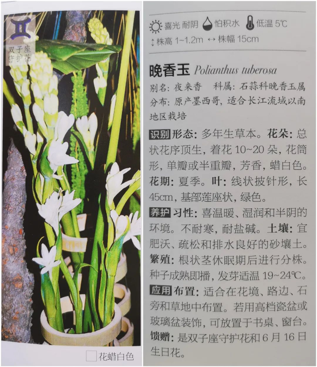 十二星座双子座的守护花,双子座守护花是什么星座