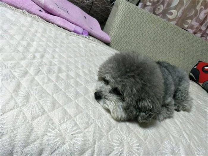 铲屎官涂完护手霜后摸狗,竟导致爱犬木糖醇中毒,细节处见真爱