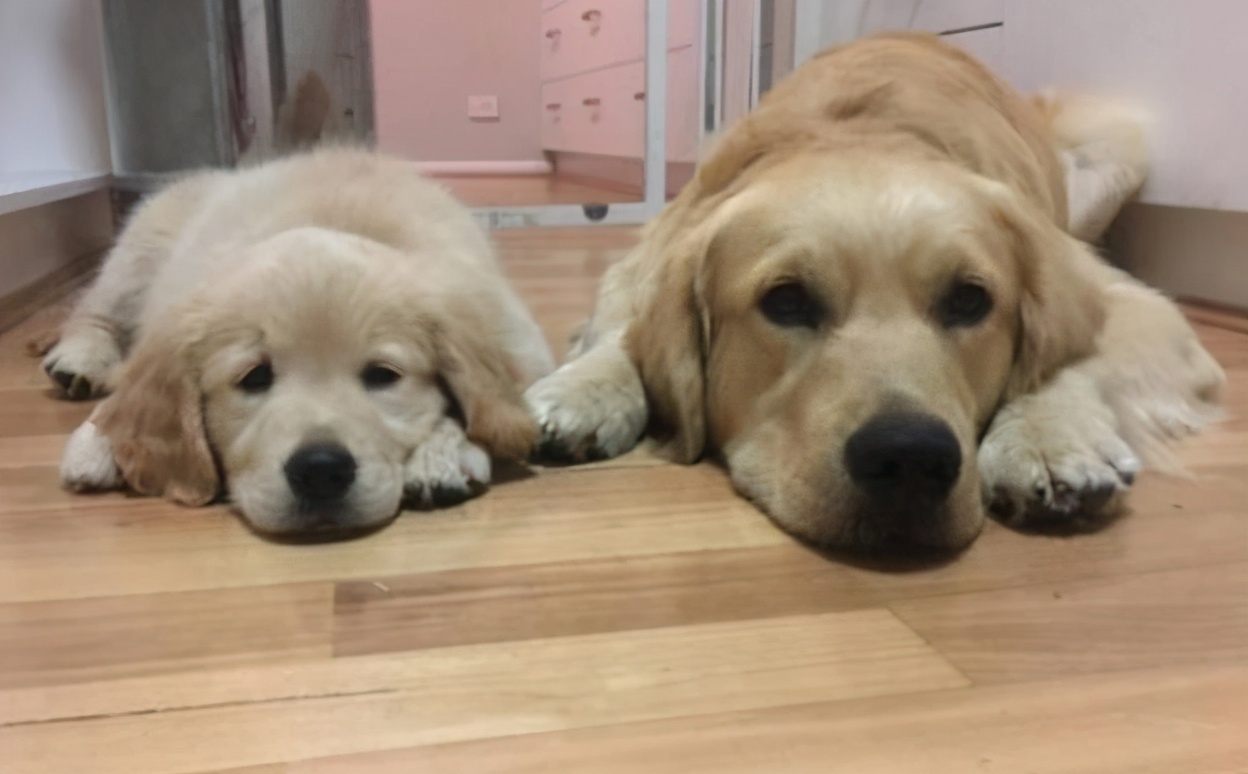 狗狗拉肚子最好的解决方法,狗拉肚子如何物理治疗