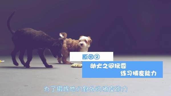 狗狗习惯性扑人怎么办？几个训练小技巧就能解决