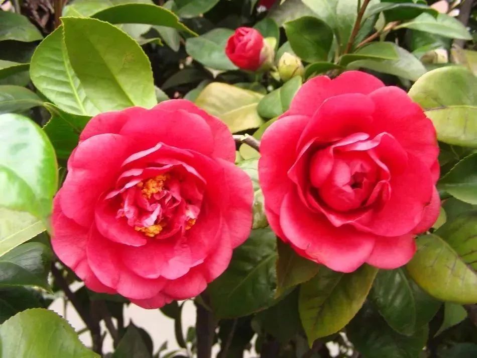 看到花的时候，不知是什么花？那就收下这份百花图谱