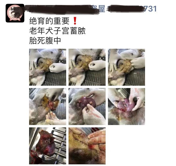 猫咪子宫蓄脓用地米能治好吗,胆小慎入猫咪