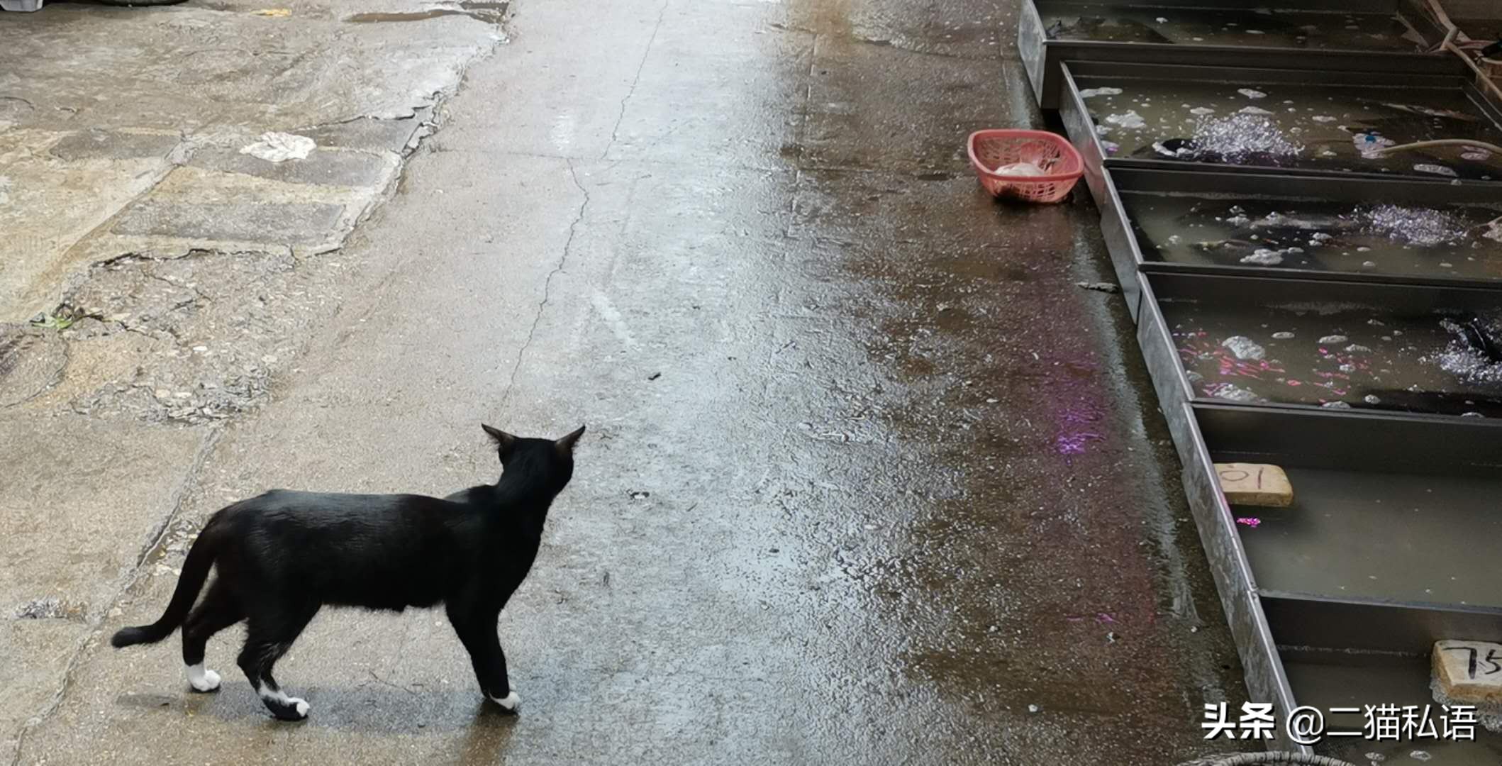 奶牛猫欲向鱼档主讨鱼吃,见有人来买鱼竟然如此做,真是太聪明了