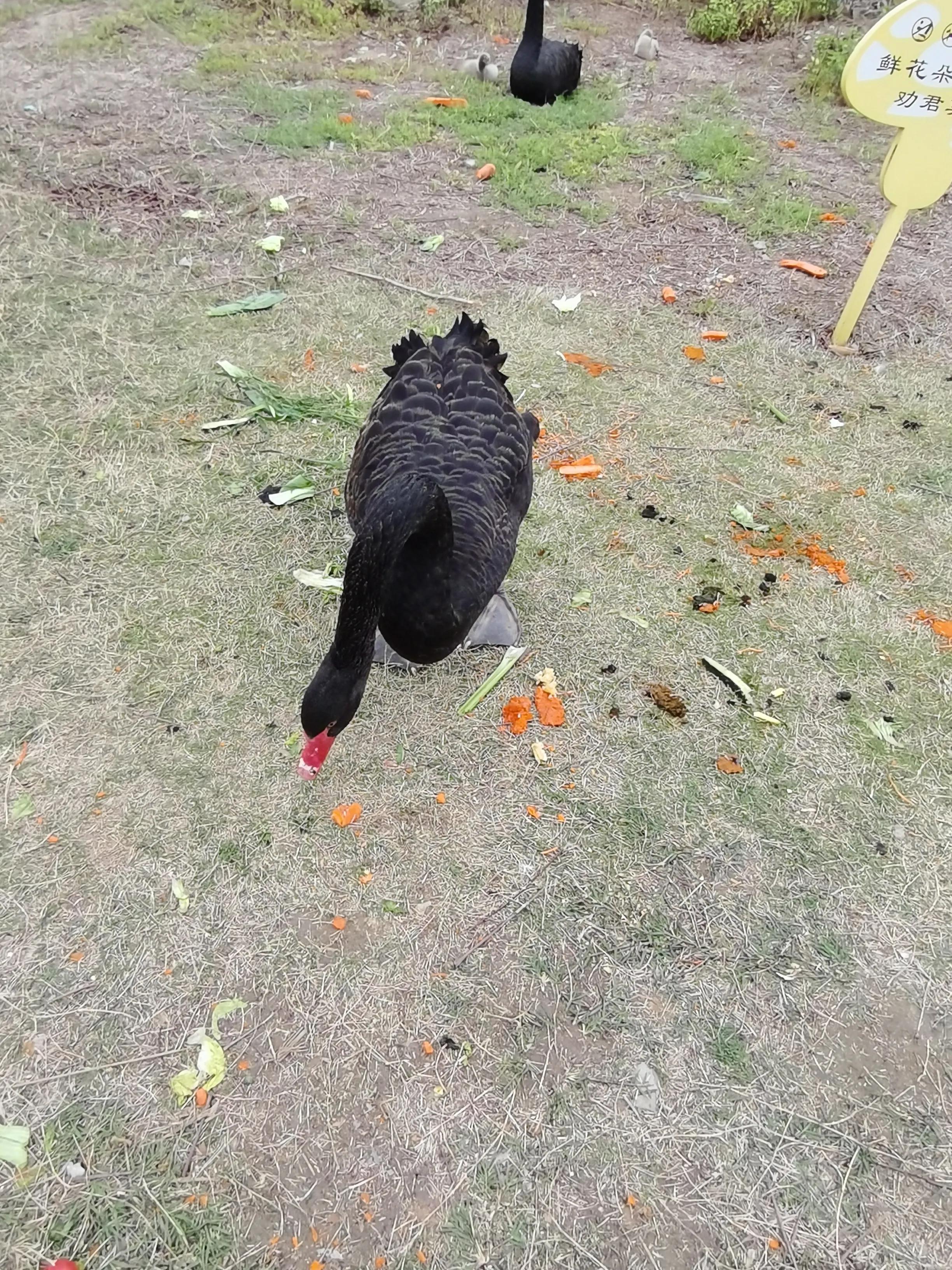 济南野生动物园和宿州野生动物园,宿州野生动物园到宿州皇藏峪