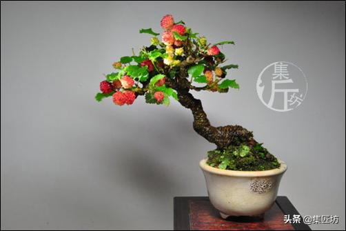 盆栽观赏树枯萎怎么补救,盆栽树枯萎的叶子可以剪掉吗