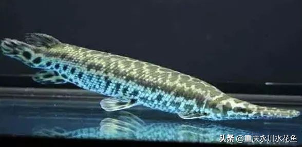 十大最好看的观赏鱼,观赏鱼100种形态