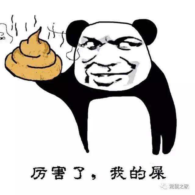 荷兰猪用什么颜色的笼子饲养更好,荷兰猪亲人的饲养方法