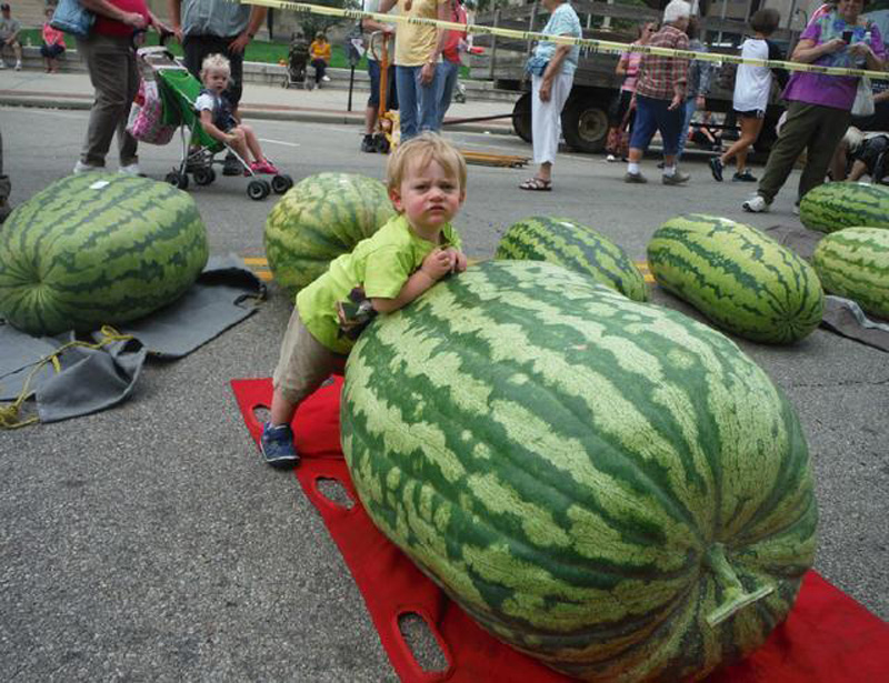 去沙漠不能摘西瓜吗,在沙漠里口渴去哪里喝水