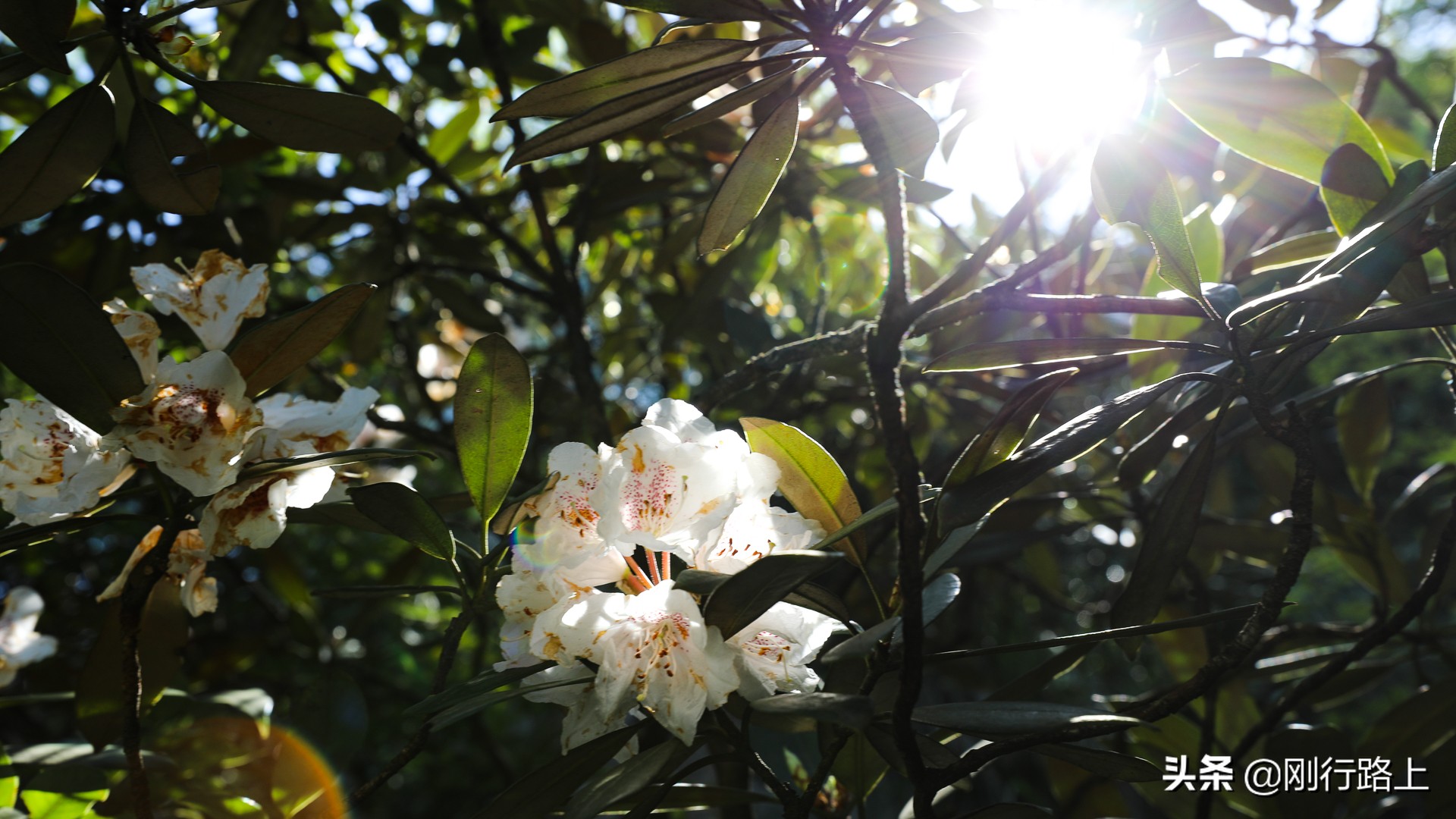 春暖花开感受大自然的美景和气息,春暖花开来三清山看日出云海吧