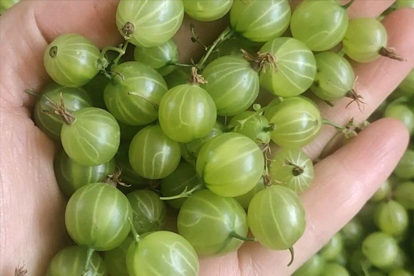 像灯笼果的野果叫什么,野果红灯笼果纯天然