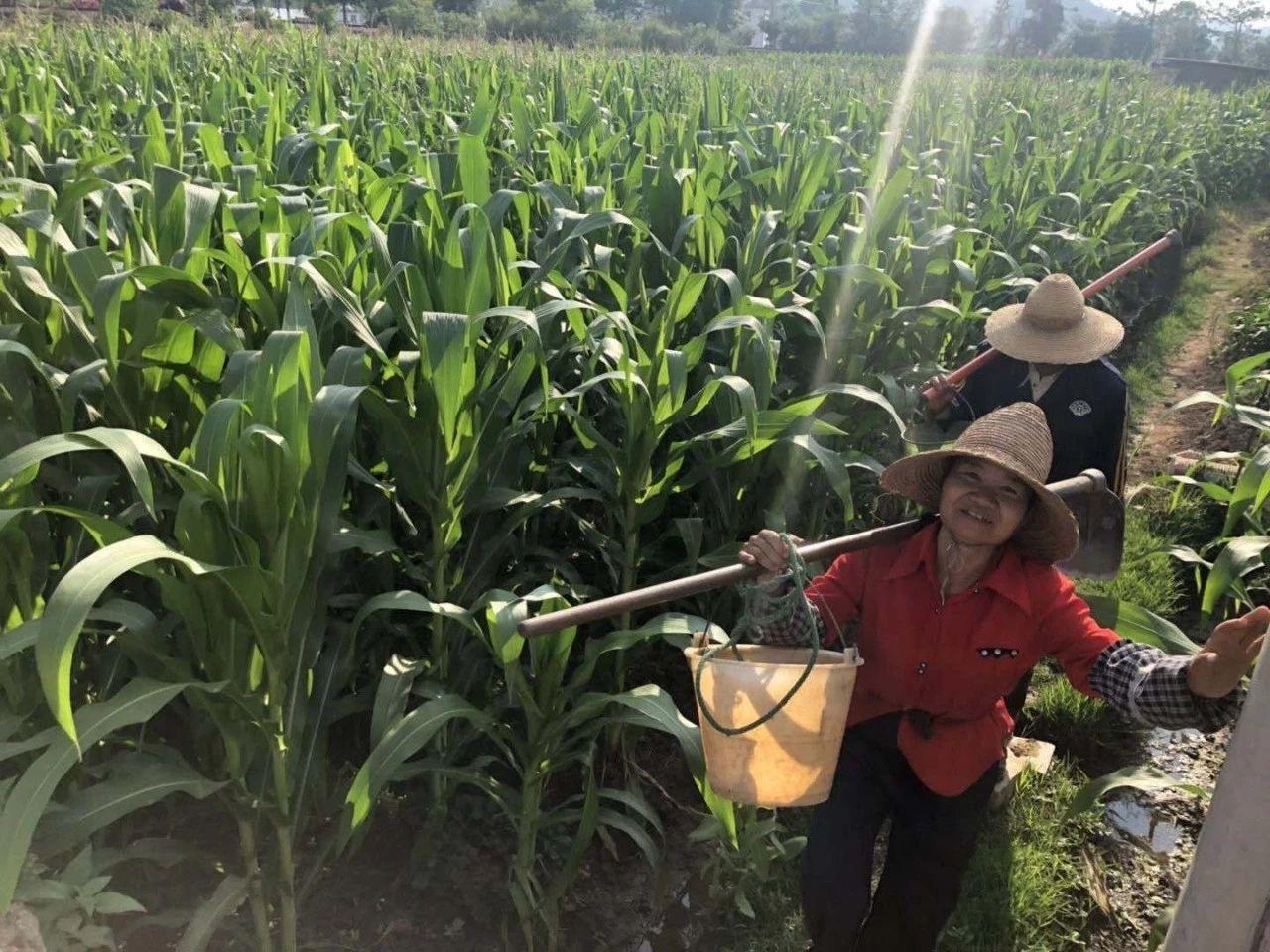 鲜嫩多汁即食水果玉米,鲜甜嫩玉米