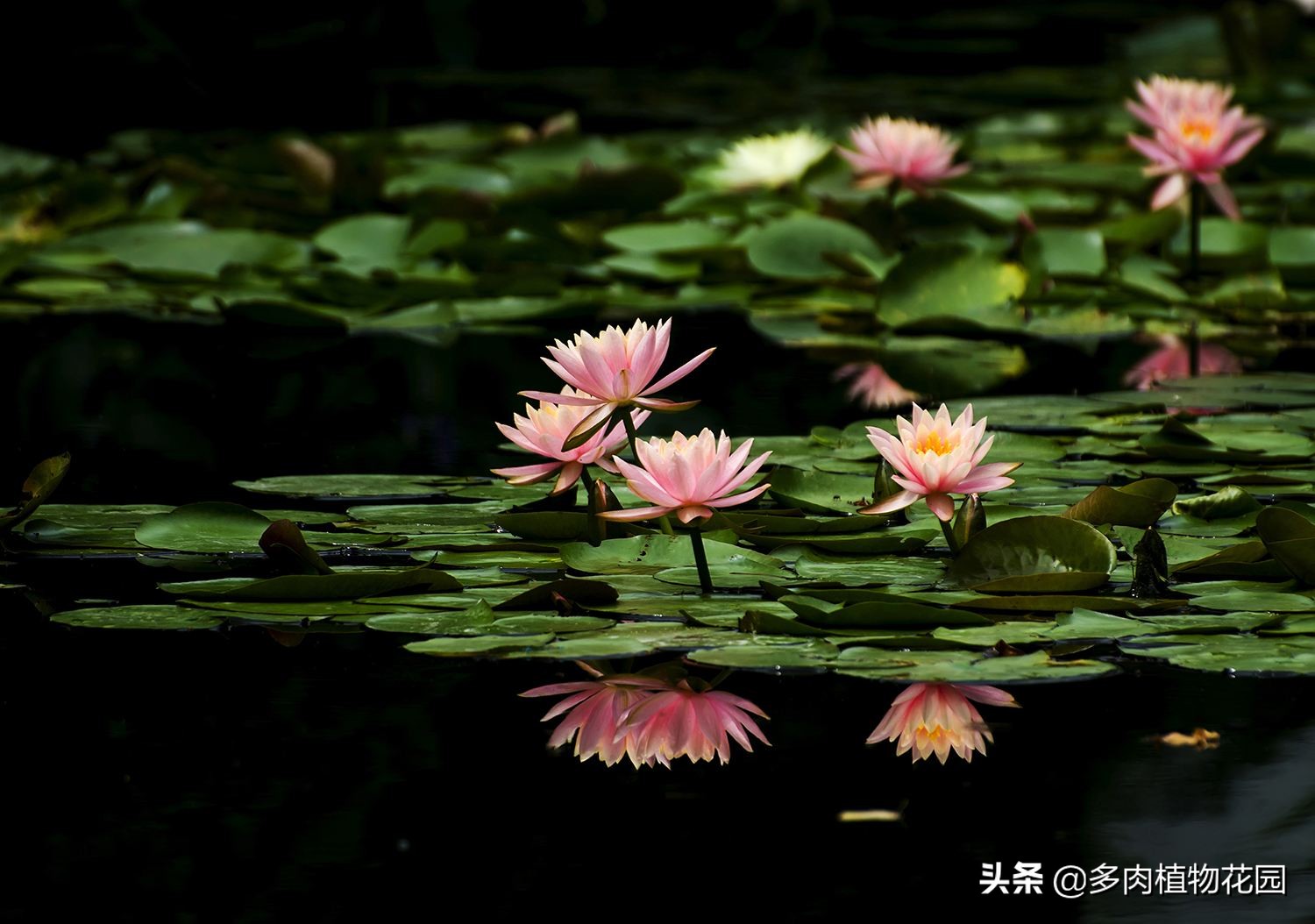 睡莲光长叶不开花怎么回事,睡莲为什么光长叶子不开花视频