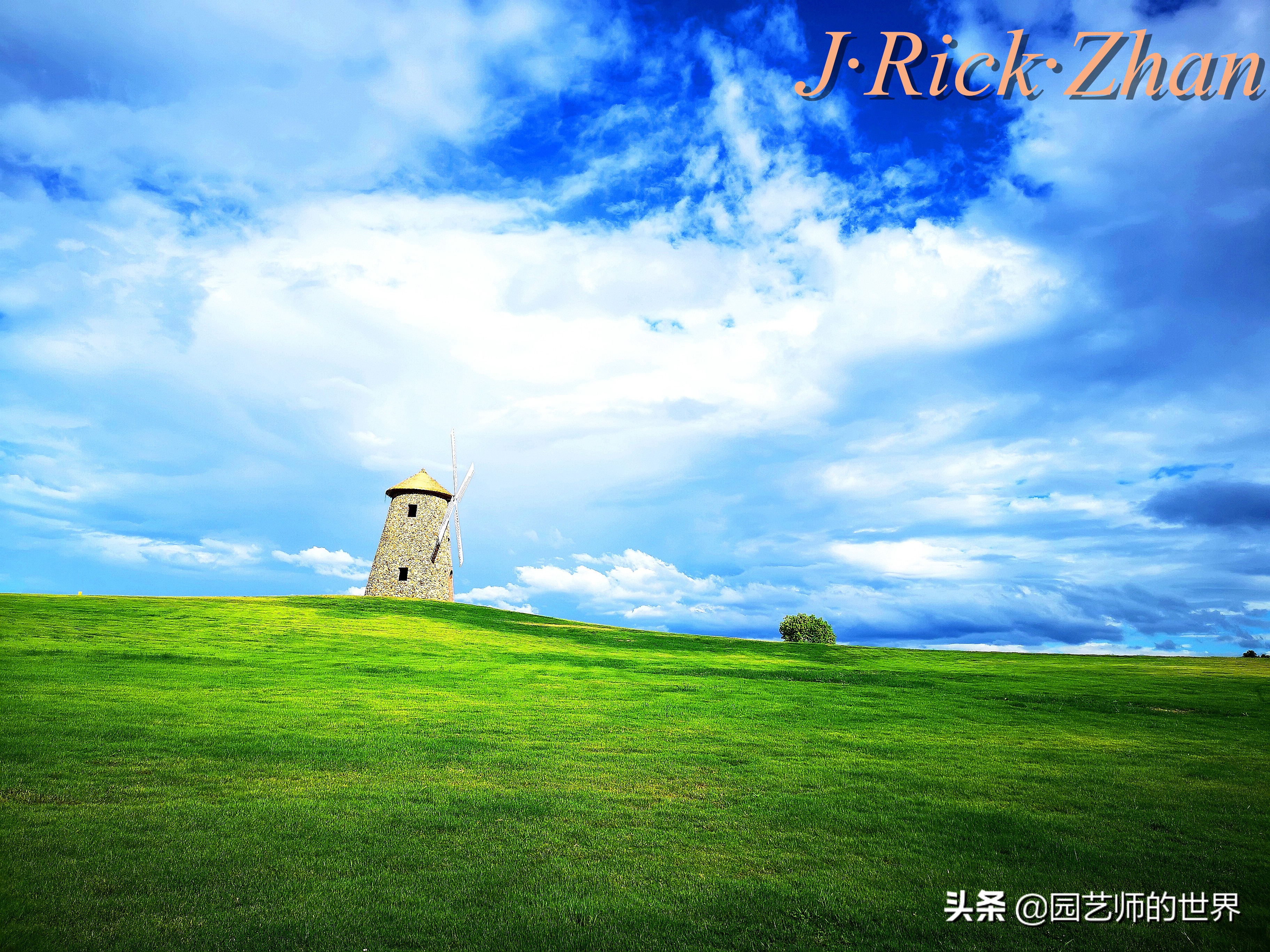 高尔夫果岭草坪家庭院子种植,麦冬草坪种植方法和注意事项