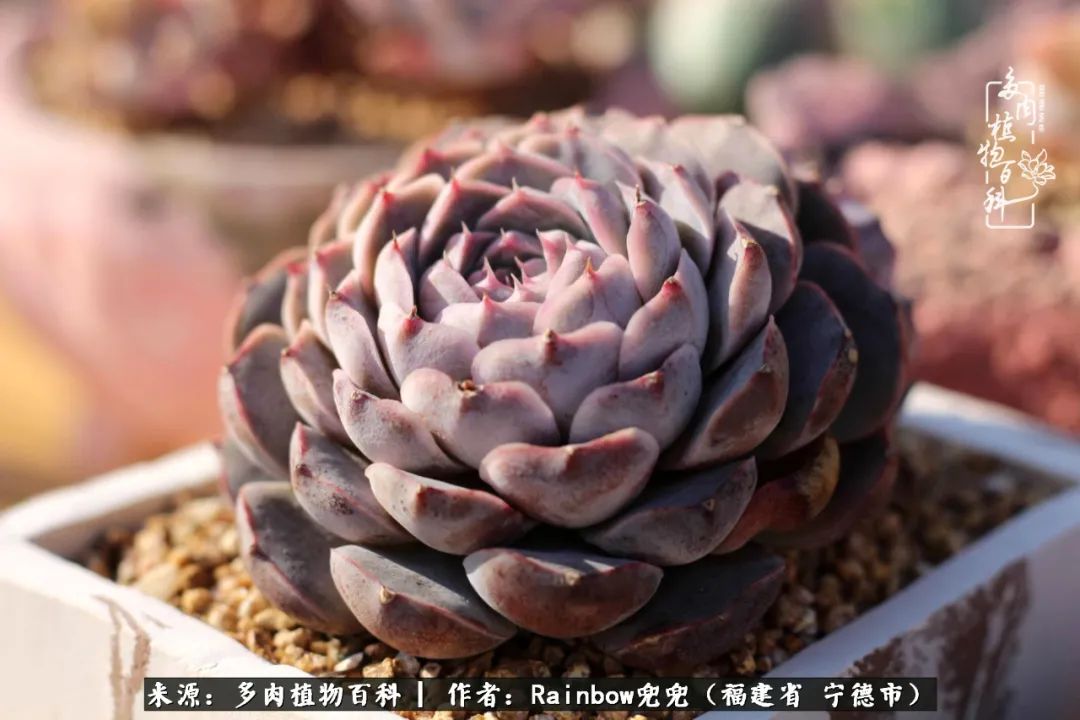 岁月无波澜余生不悲欢是啥意思,愿你岁月无波澜敬我余生无悲欢