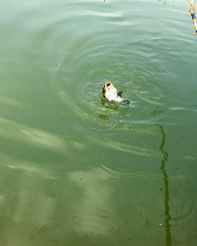 并继鱼竿哪个系列最好,光威捍尊并继鱼竿怎样