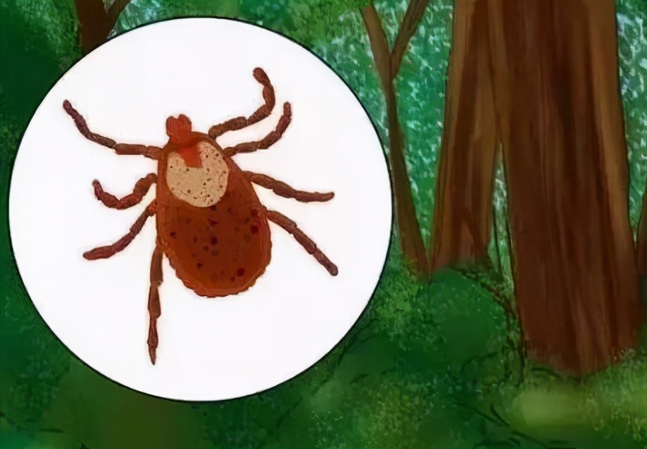 蜱虫叮咬患莱姆病,如何防治蜱虫叮咬
