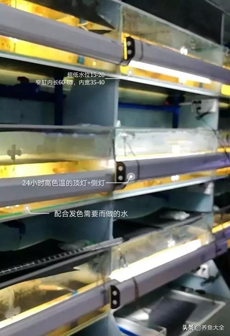 为什么龙鱼鳞片会被灯光烤黑,龙鱼混养红龙发色