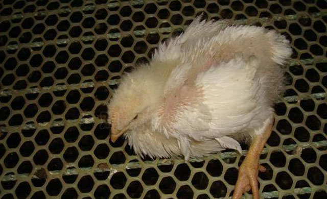 鸡拉黑便喂啥药,鸡拉黑屎是怎么回事