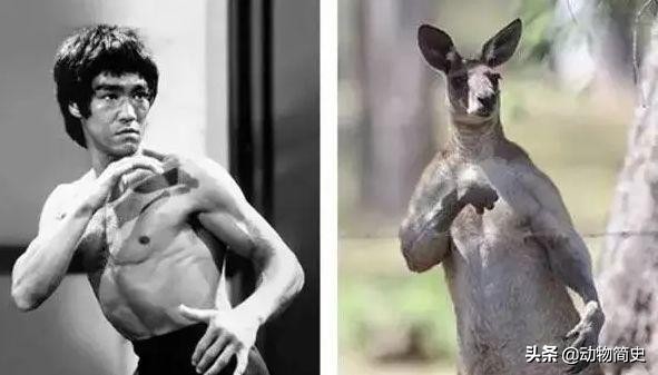 澳大利亚国宝袋鼠是超雄吗,澳洲袋鼠国宝
