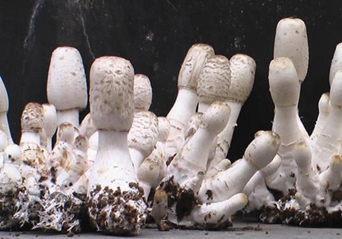 双孢菇原料配方,双孢菇栽培条件