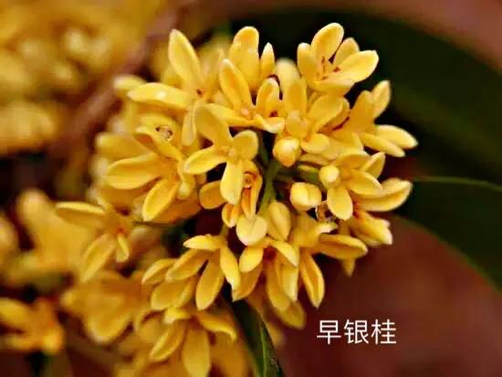 桂花嫁接其它品种桂花,桂花品种里有沉香桂花吗