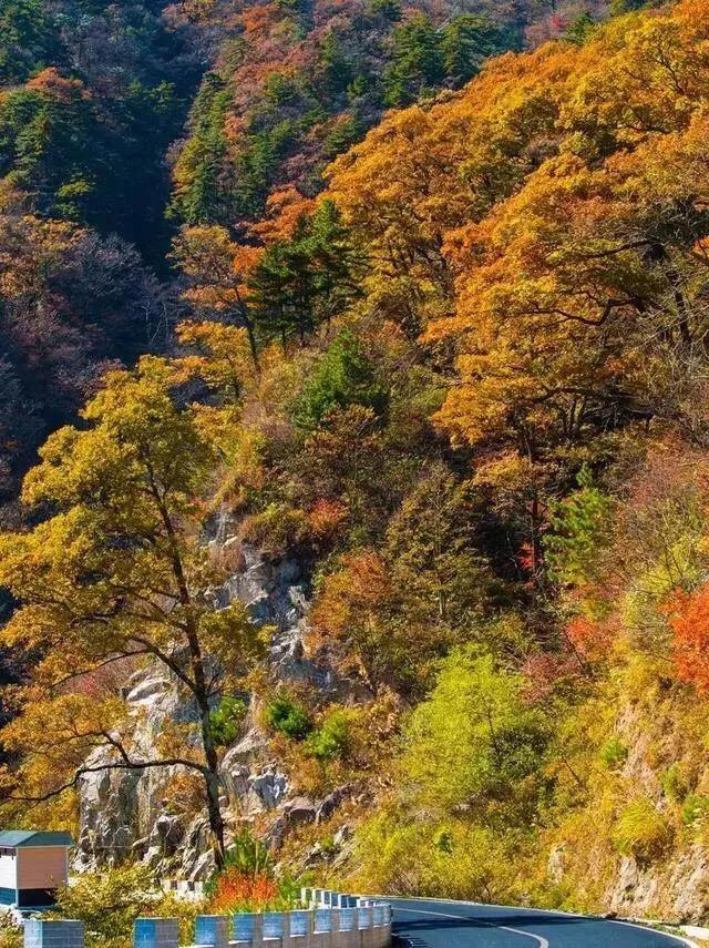 黄山秋景几月去最好,秋天几月份去黄山最好看的花海