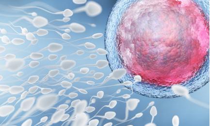 论当我还是一颗精子时,是如何跨越重重阻碍与“她”相遇