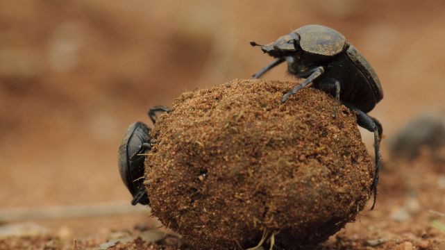 屎壳郎是如何滚屎球的,屎壳郎滚粪球正确方法
