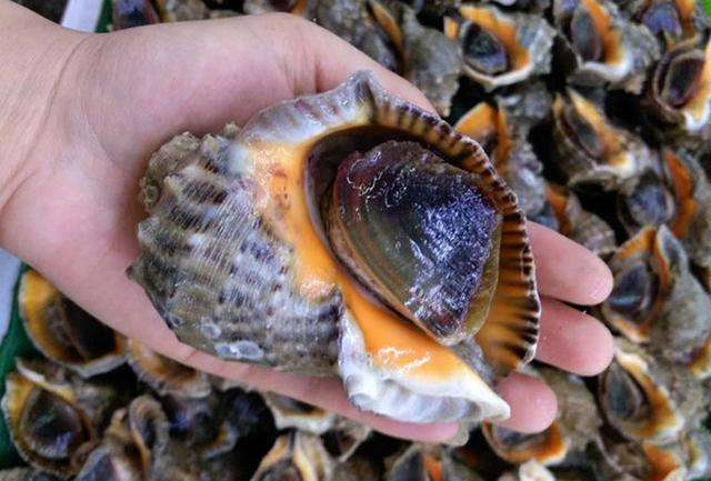 怎么选海螺最好吃,海螺性价比