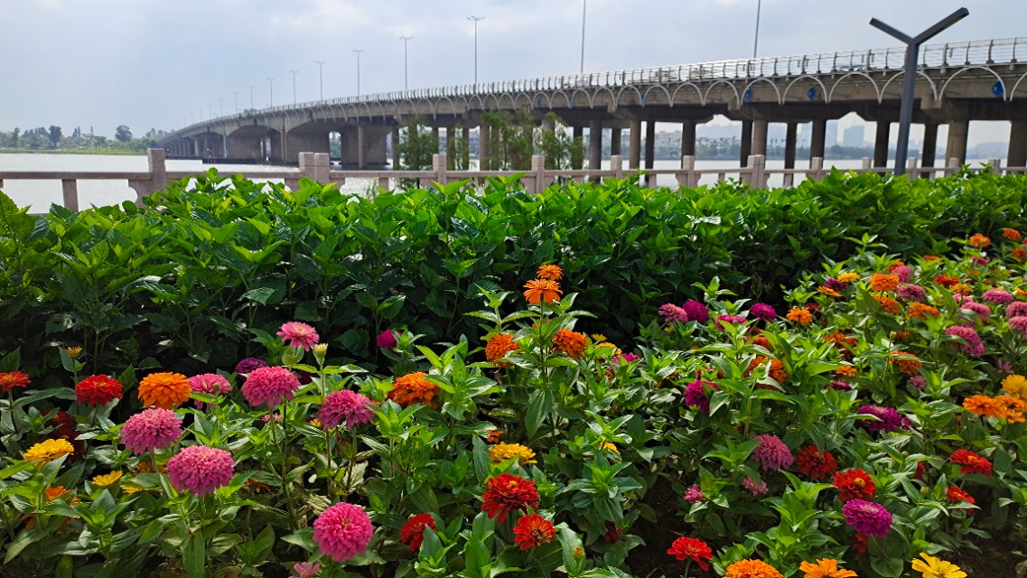 珠海井岸黄楊河湿地公园,20200927