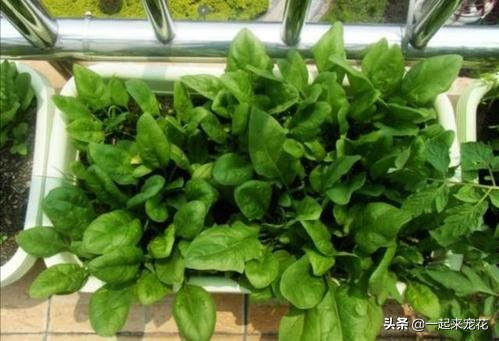 快递里的泡沫怎么养花,快递泡沫袋不要丢